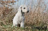 BEDLINGTON TERRIER 133